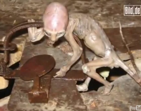 dead Alien in Mexico