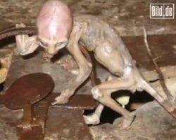 New UFO Sightings Video & Dead Alien Found in Russia and Mexico