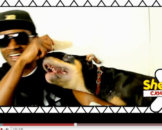 C.KHiD x Tri Color Pit Bull Puppy Dog