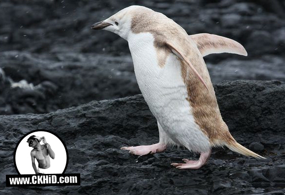 White Penguin
