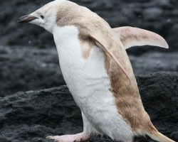 Rare White Penguin Discovered in Antartica & The World Loves It